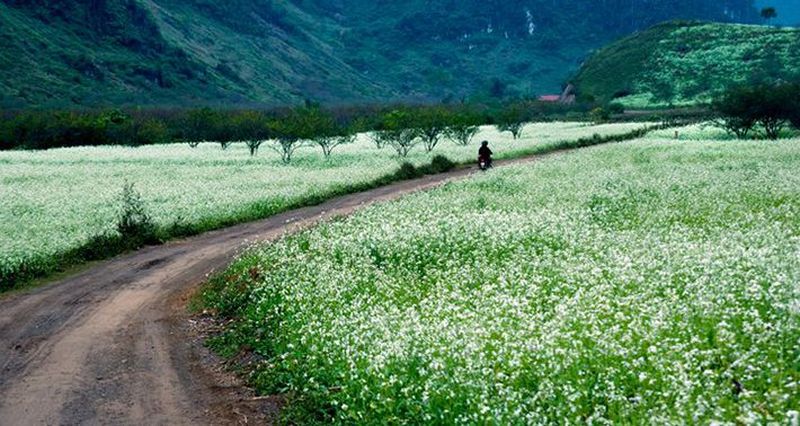 Hà Nội Mai Châu Mộc Châu 2N1Đ - Oto