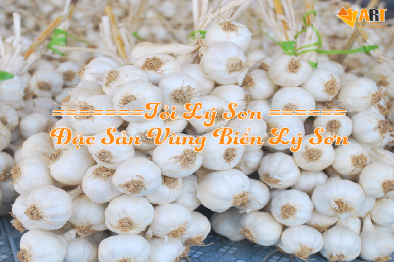 Tỏi Lý Sơn - Đặc sản Vùng biển Đảo Lý Sơn